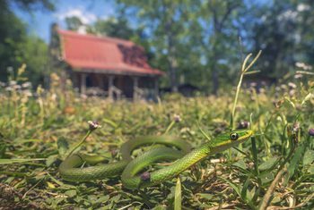 Organic Way to Repel Snakes
