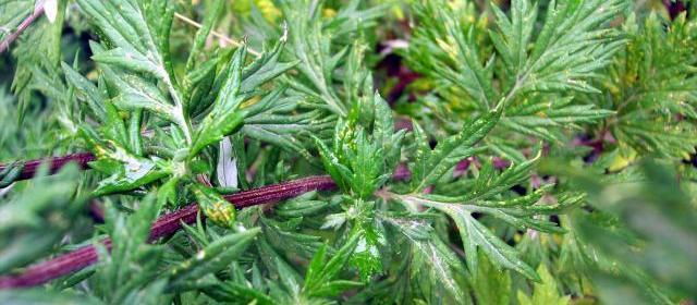 Mugwort | Plants That Repel Snakes