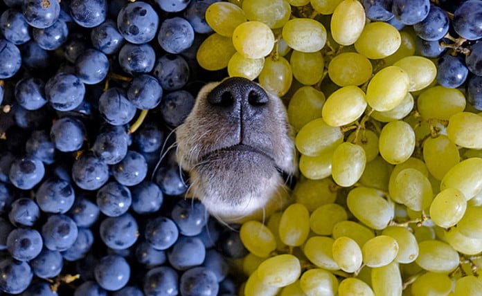 my puppy ate grapes